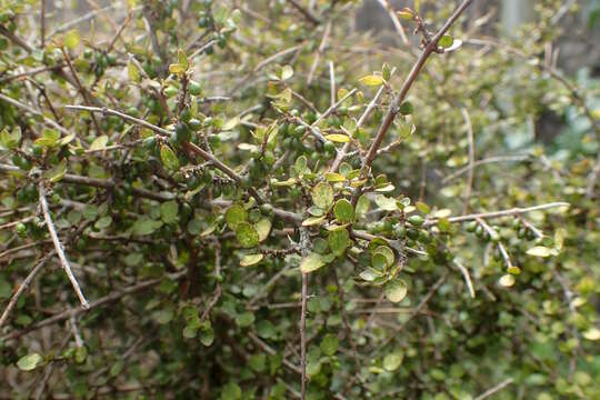 Image of Coprosma rhamnoides A. Cunn.