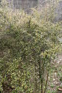 Image de Coprosma rhamnoides A. Cunn.