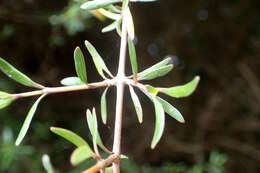 Imagem de Coprosma propinqua A. Cunn.