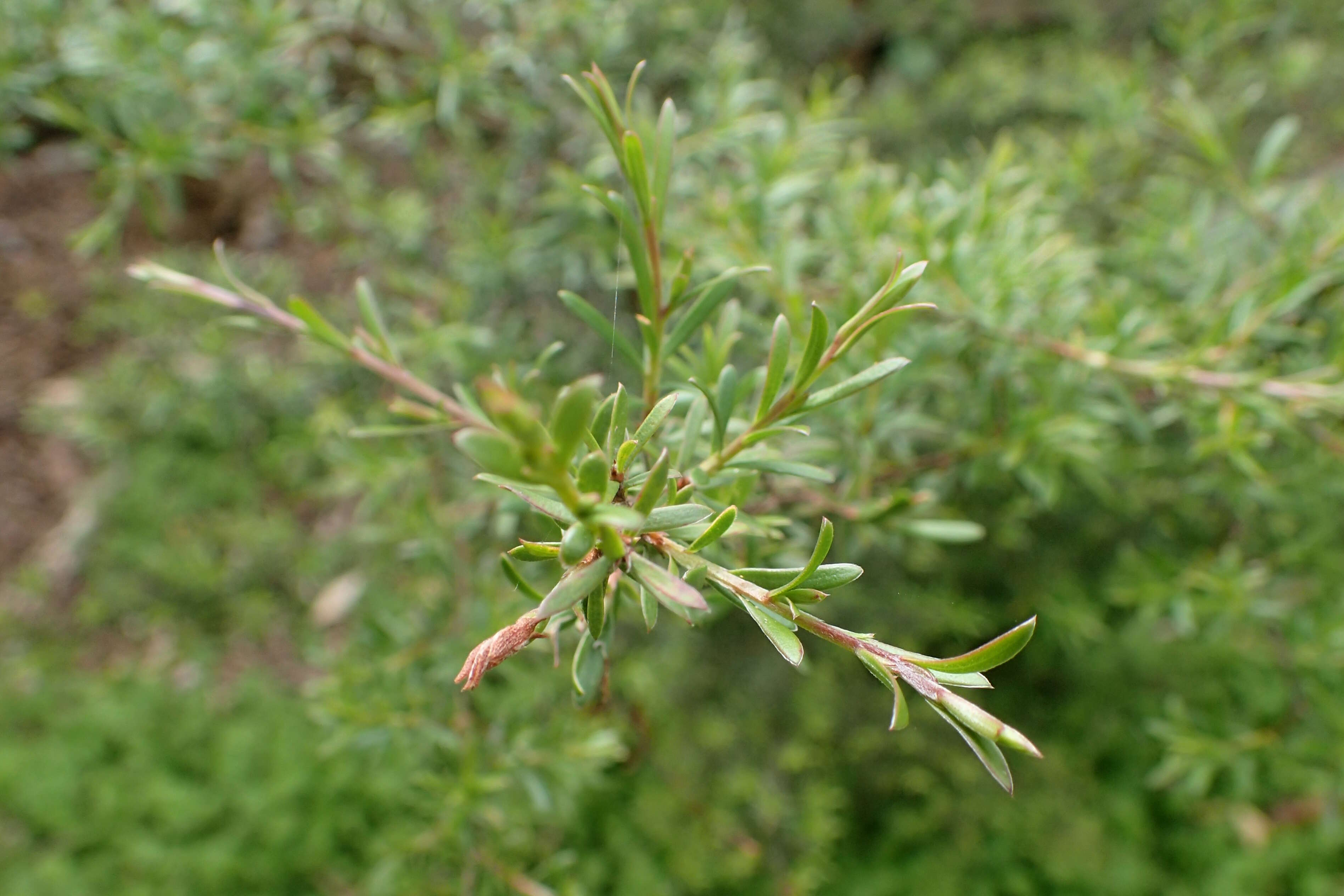 Sivun Kunzea ericoides (A. Rich.) J. Thompson kuva