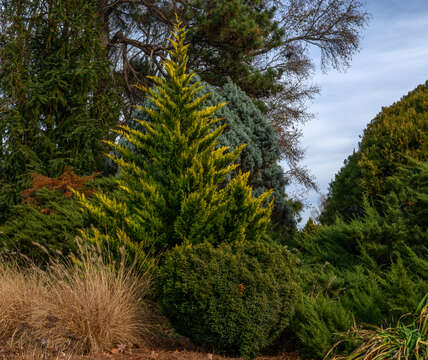 Image of Cupressus × leylandii