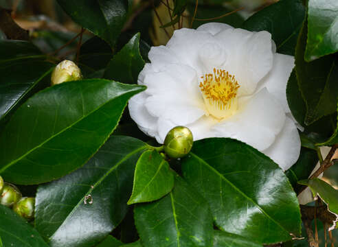 Image of camellia