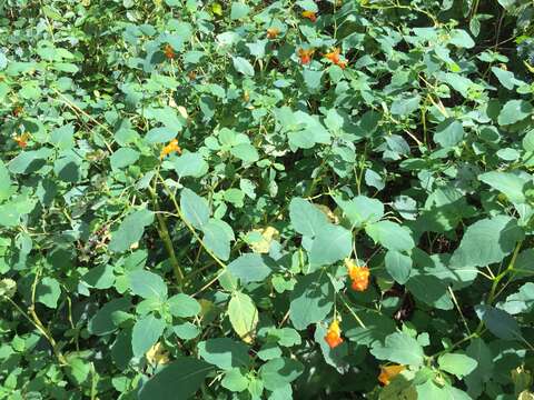 Image of jewelweed