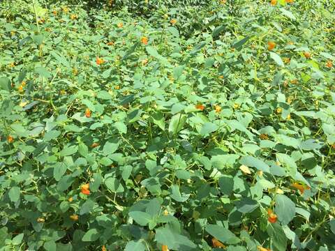 Image of jewelweed