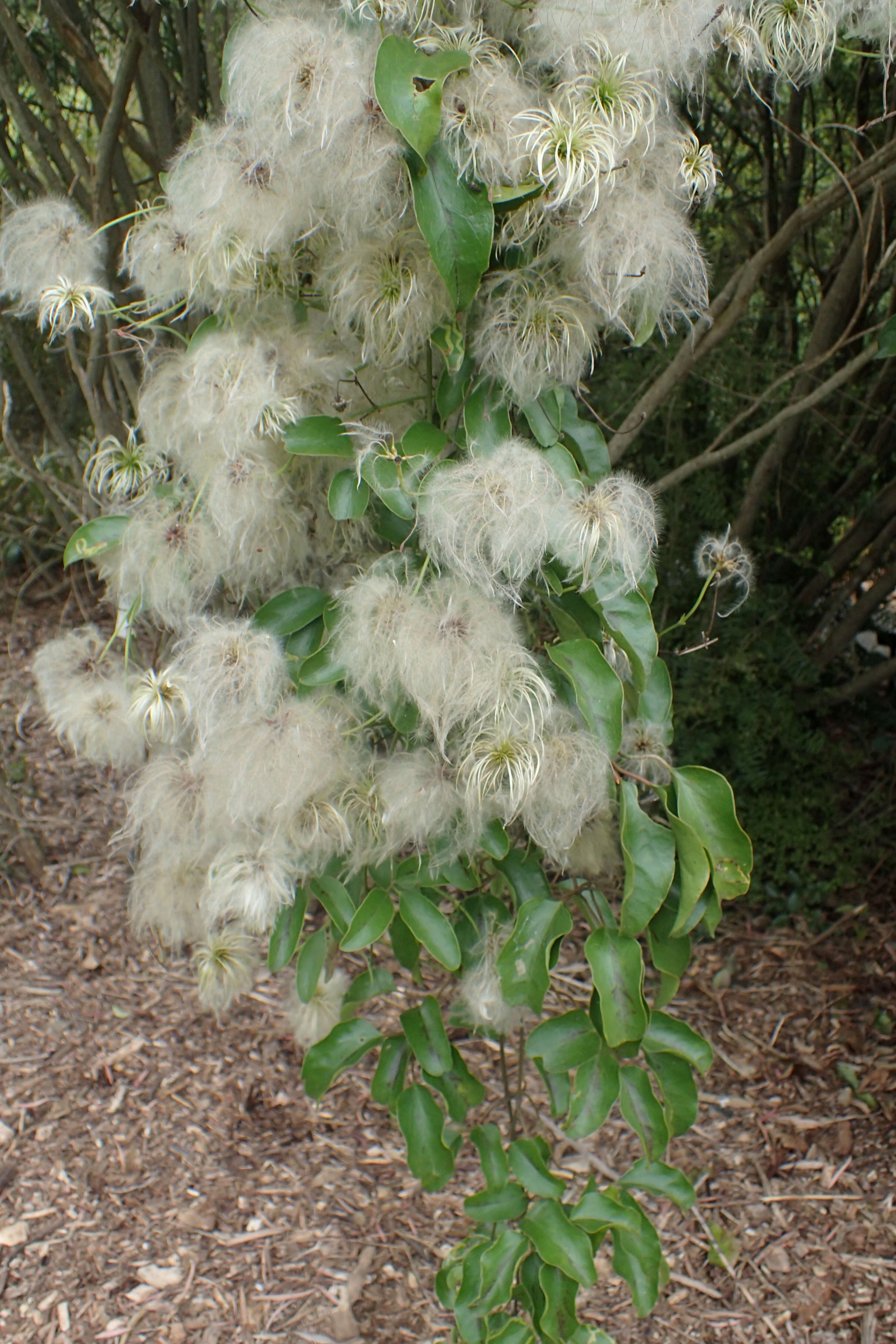 Image of New Zealand clematis