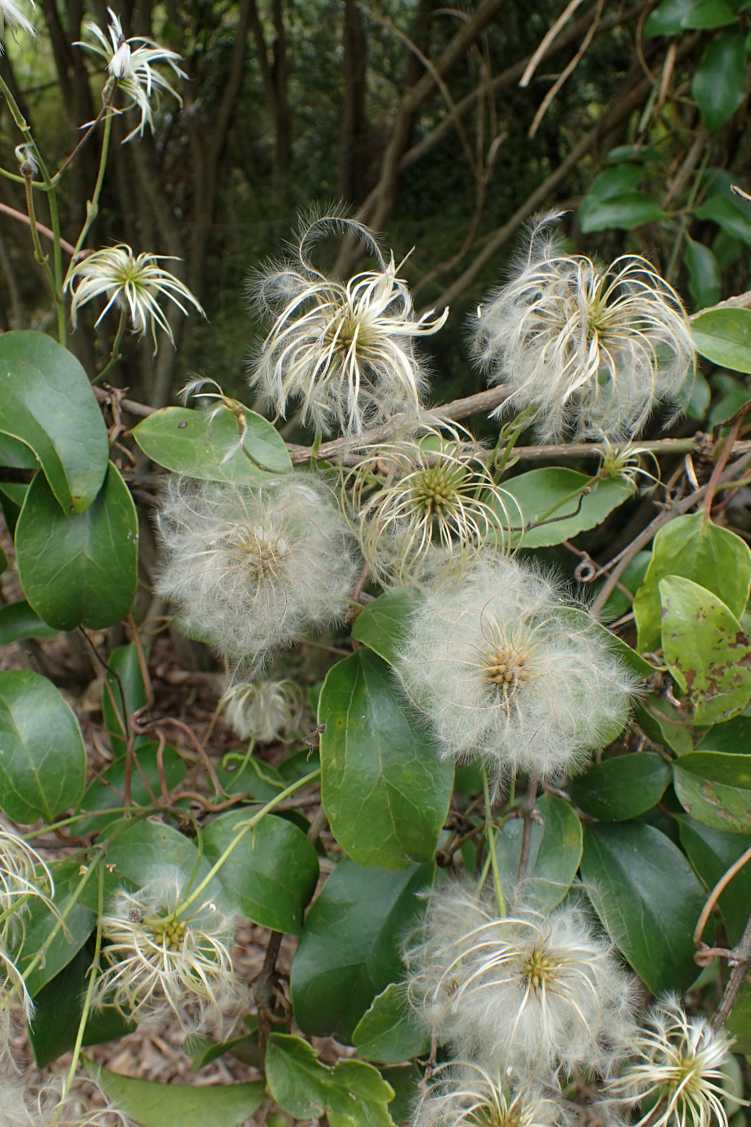 Image of New Zealand clematis