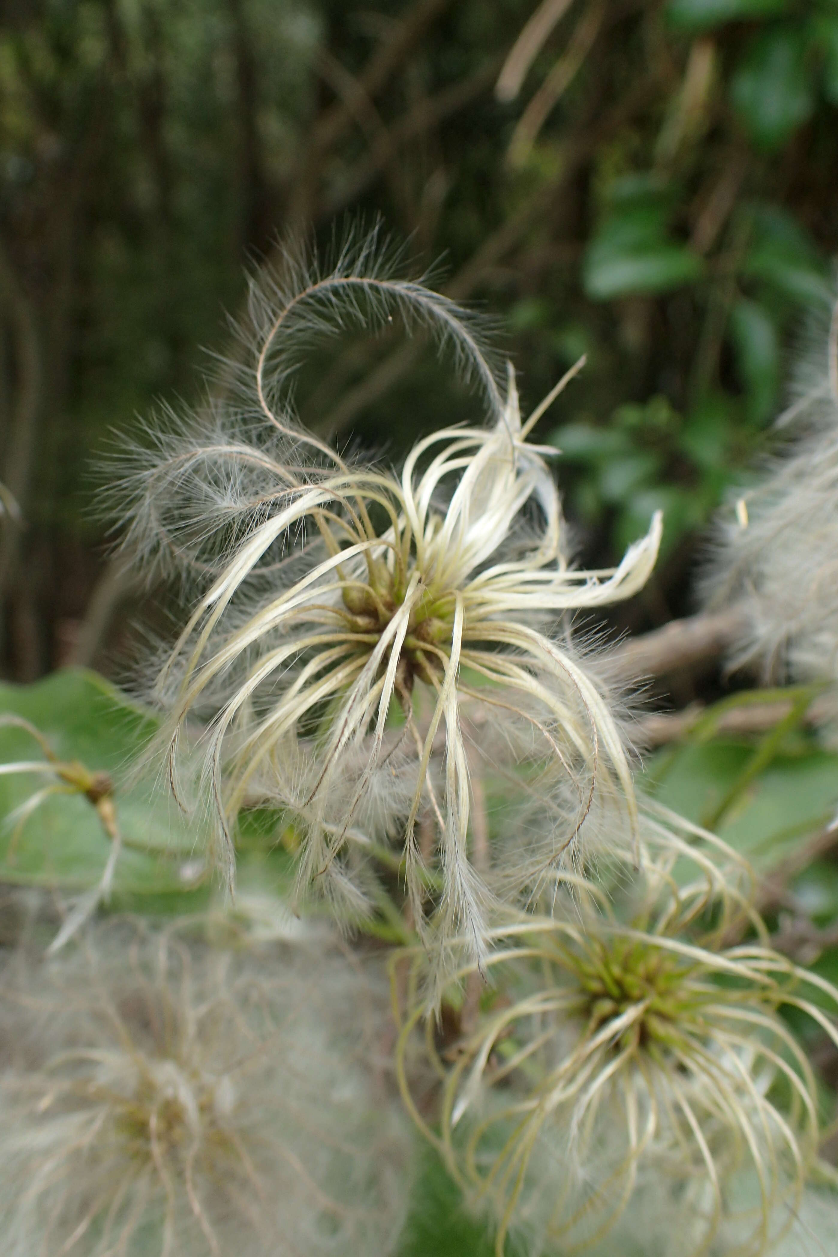 Image of New Zealand clematis