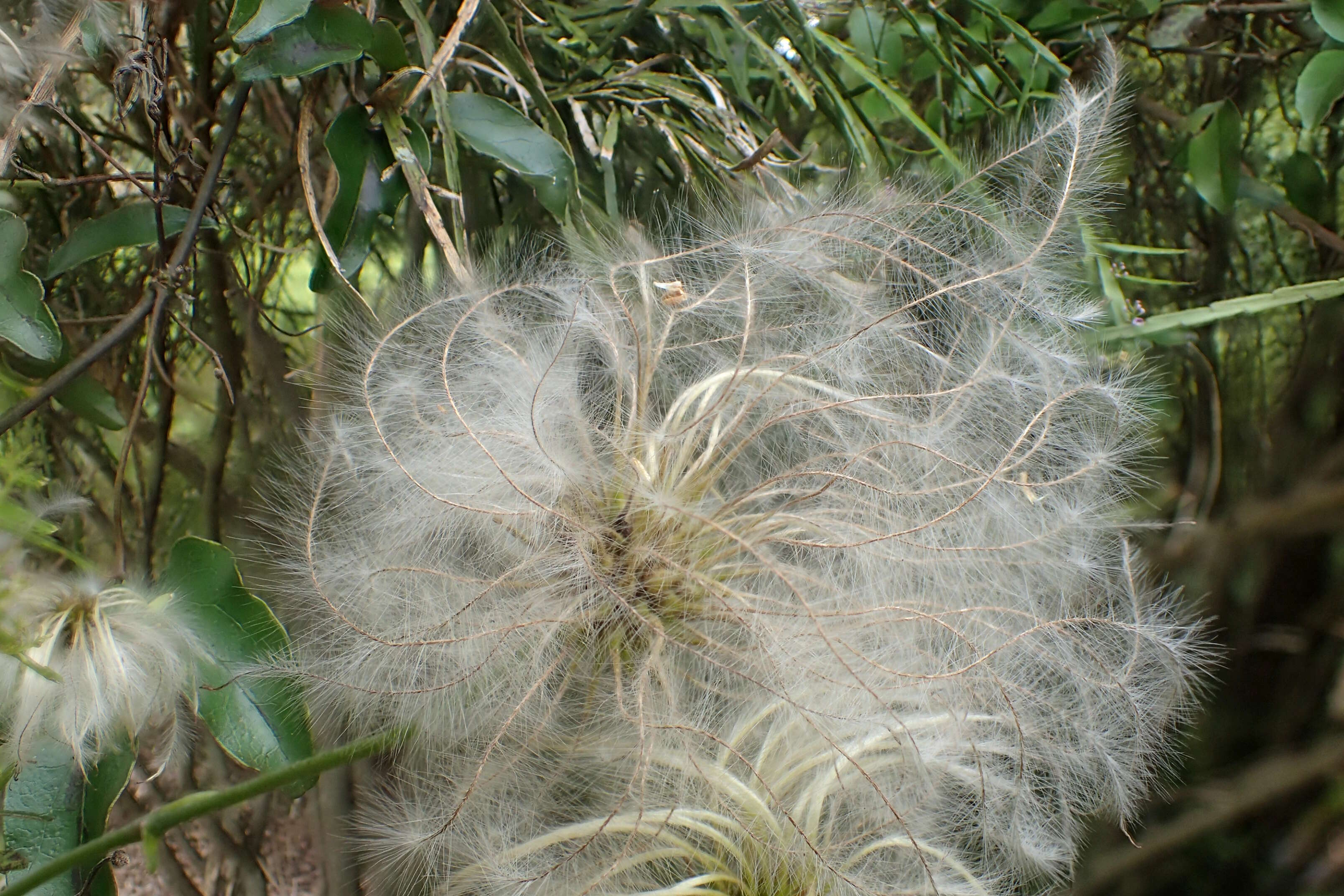 Image of New Zealand clematis