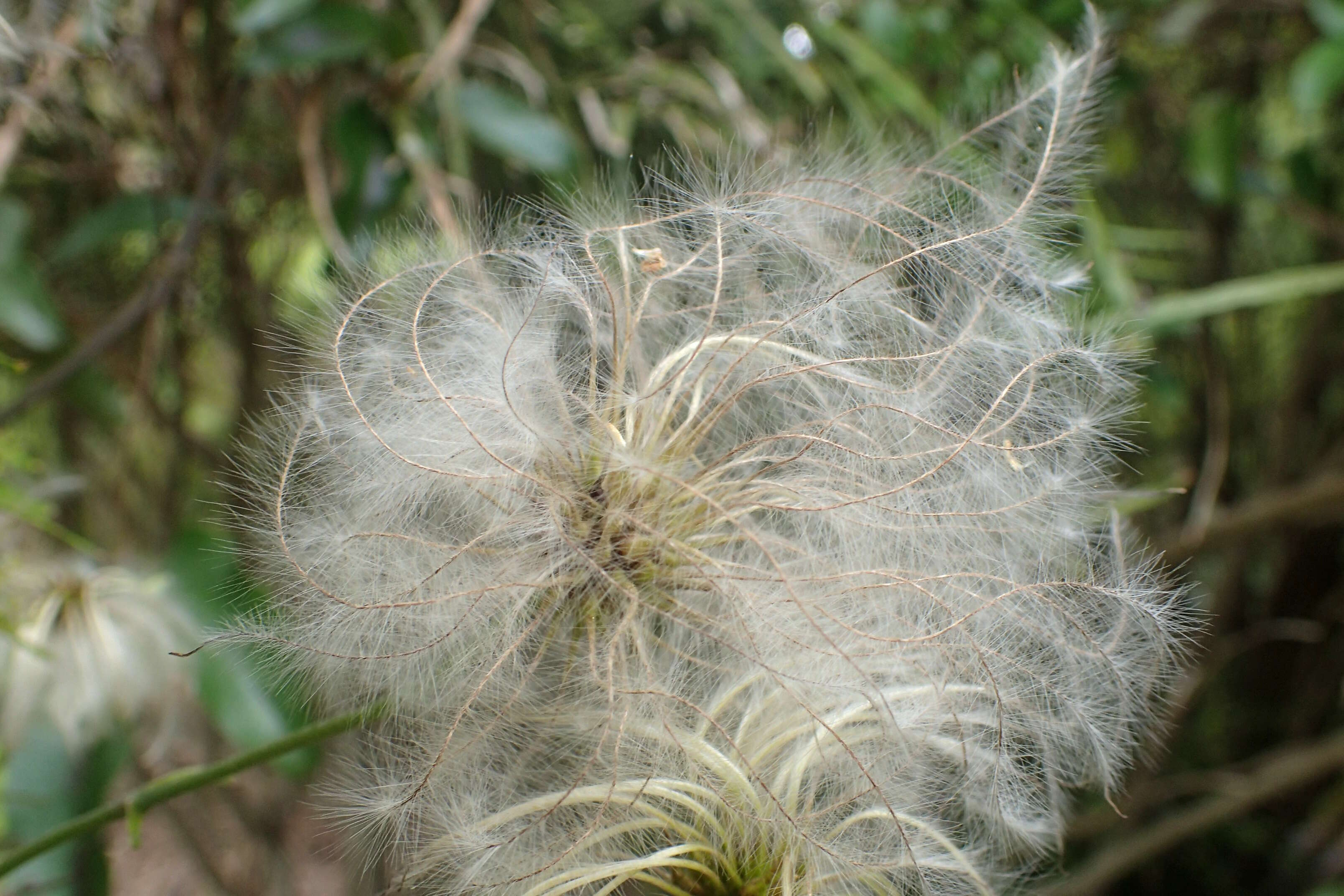 Image of New Zealand clematis