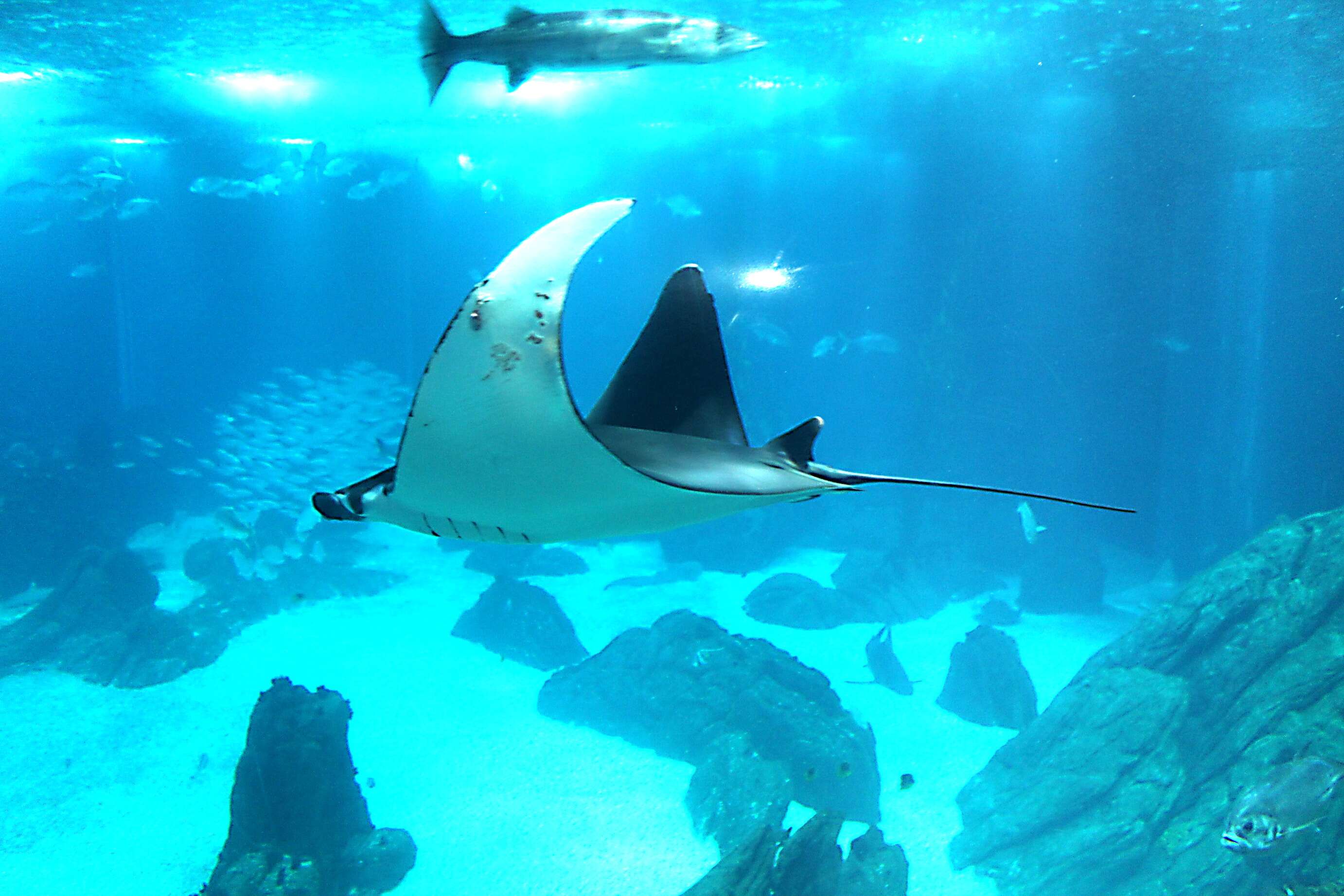 Image of Common Eagle Ray