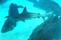 Image of Sandbar Shark