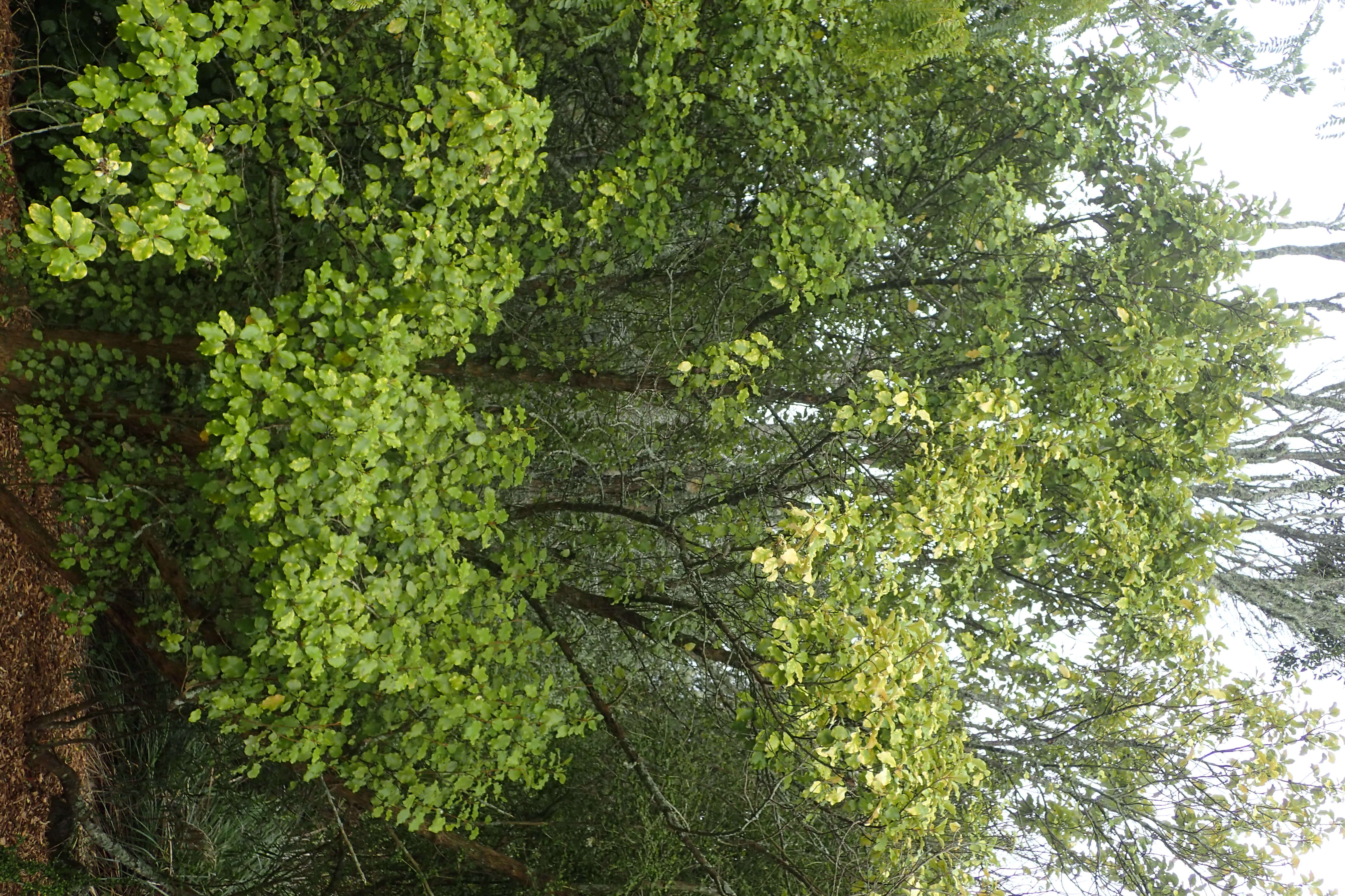 Olearia paniculata (J. R. & G. Forst.) Druce resmi