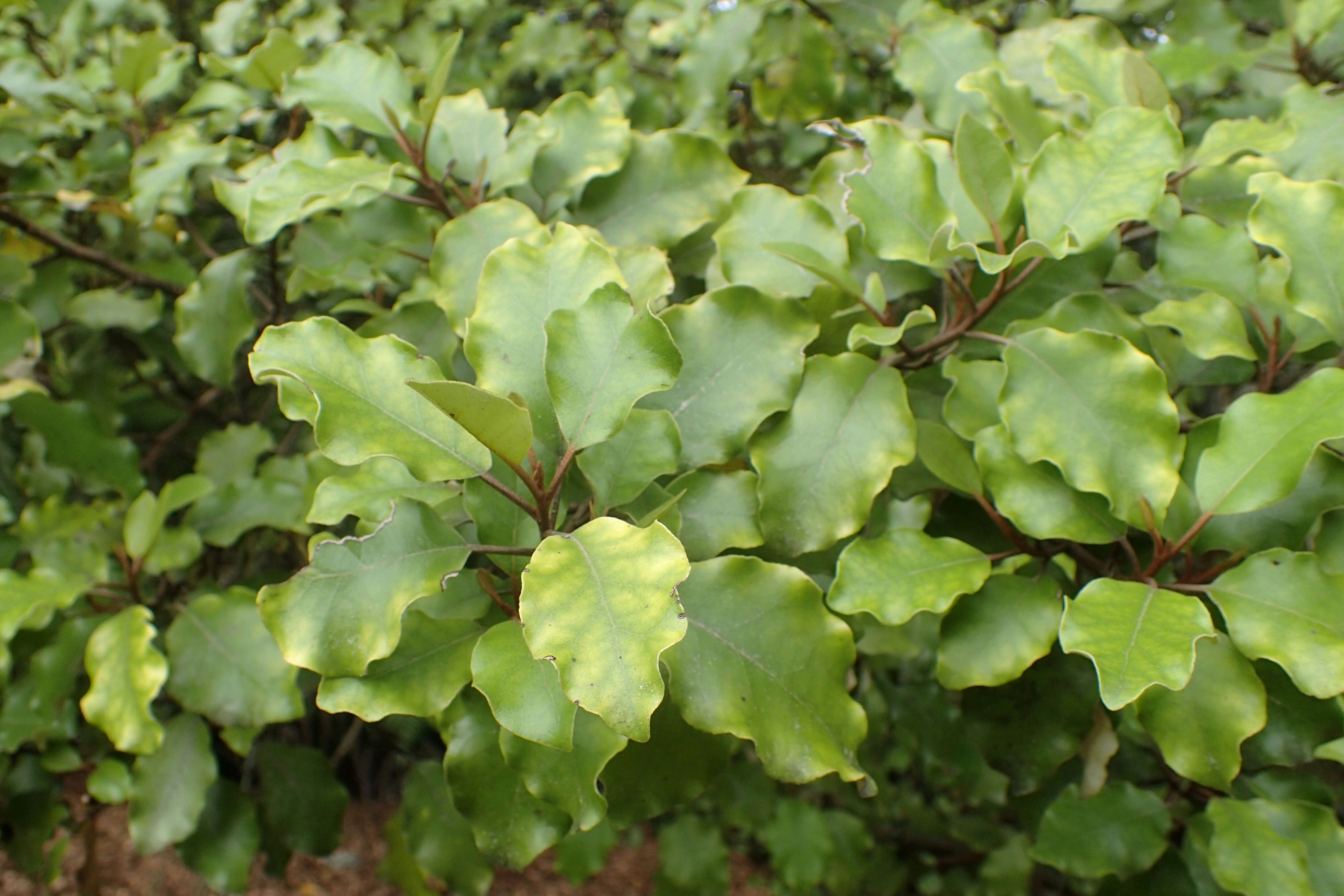 Olearia paniculata (J. R. & G. Forst.) Druce resmi