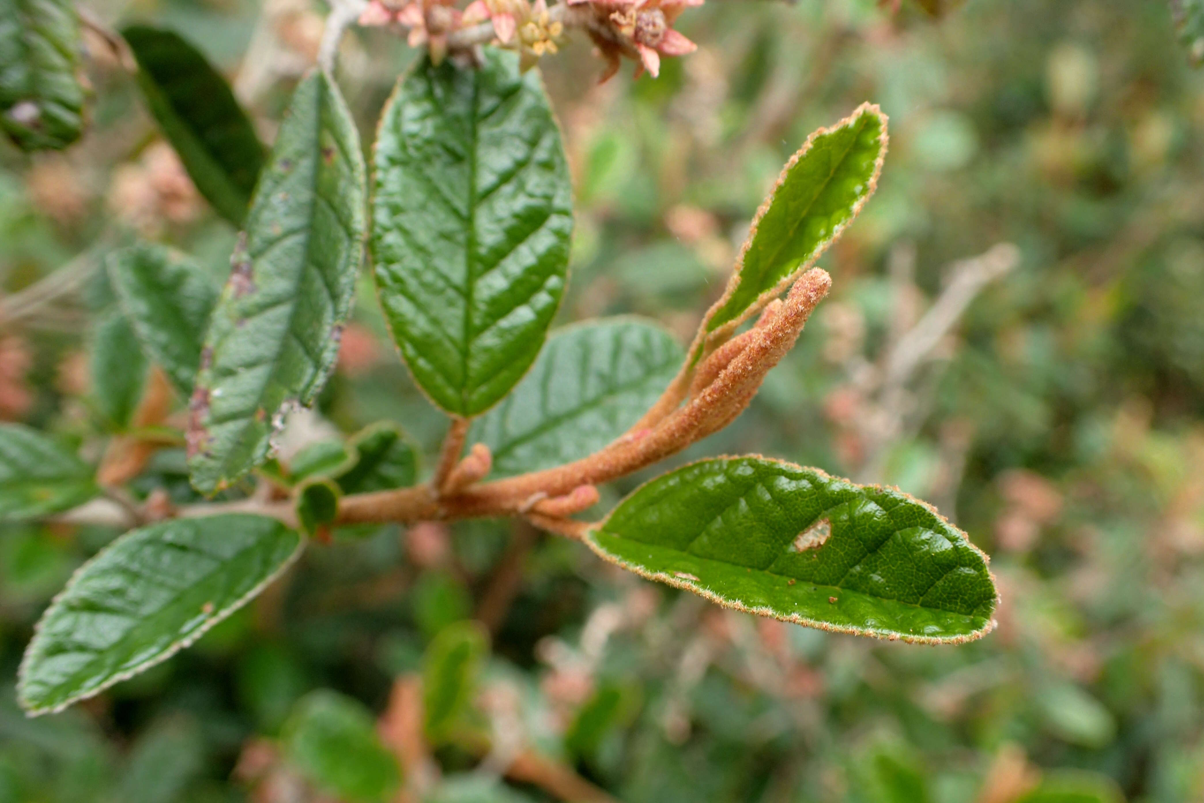 Plancia ëd Pomaderris paniculosa F. Müll. & Reiss.