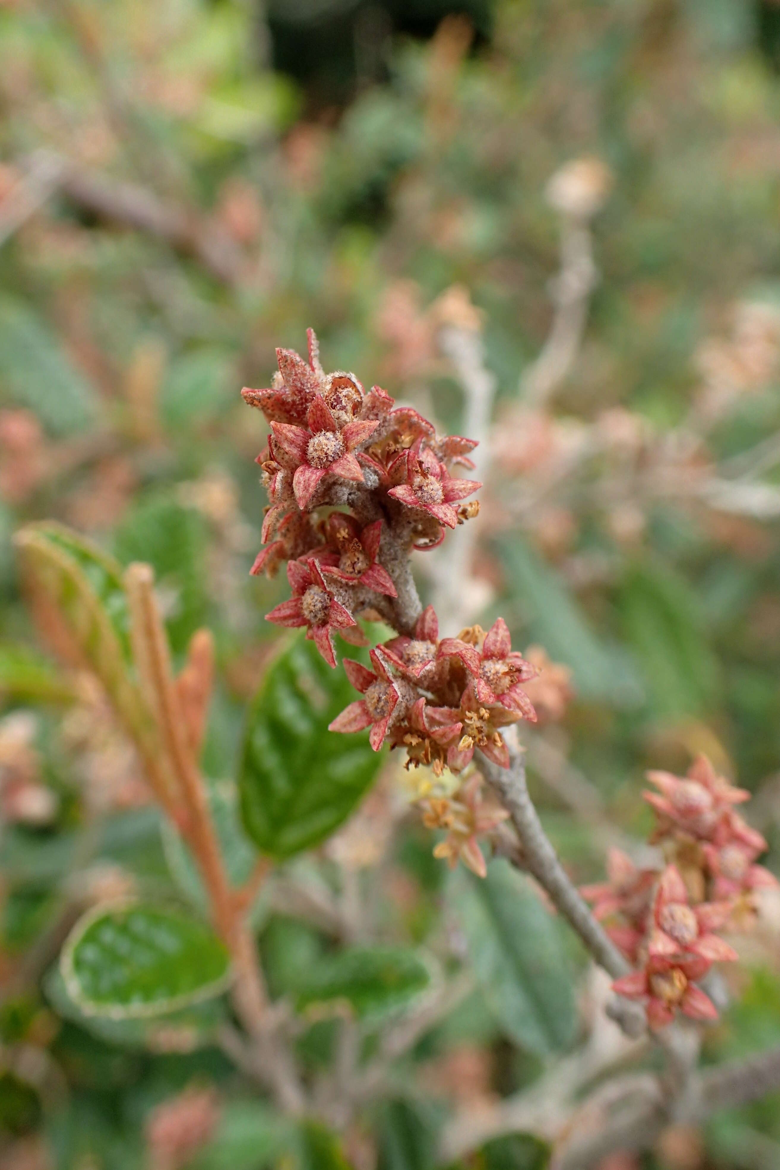 Image of Pomaderris paniculosa F. Müll. & Reiss.