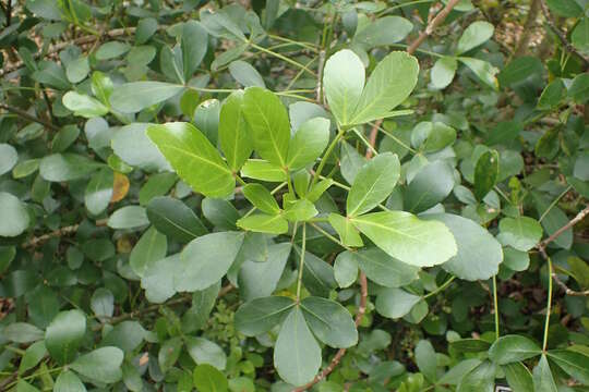 Image of Pseudopanax lessonii (DC.) K. Koch