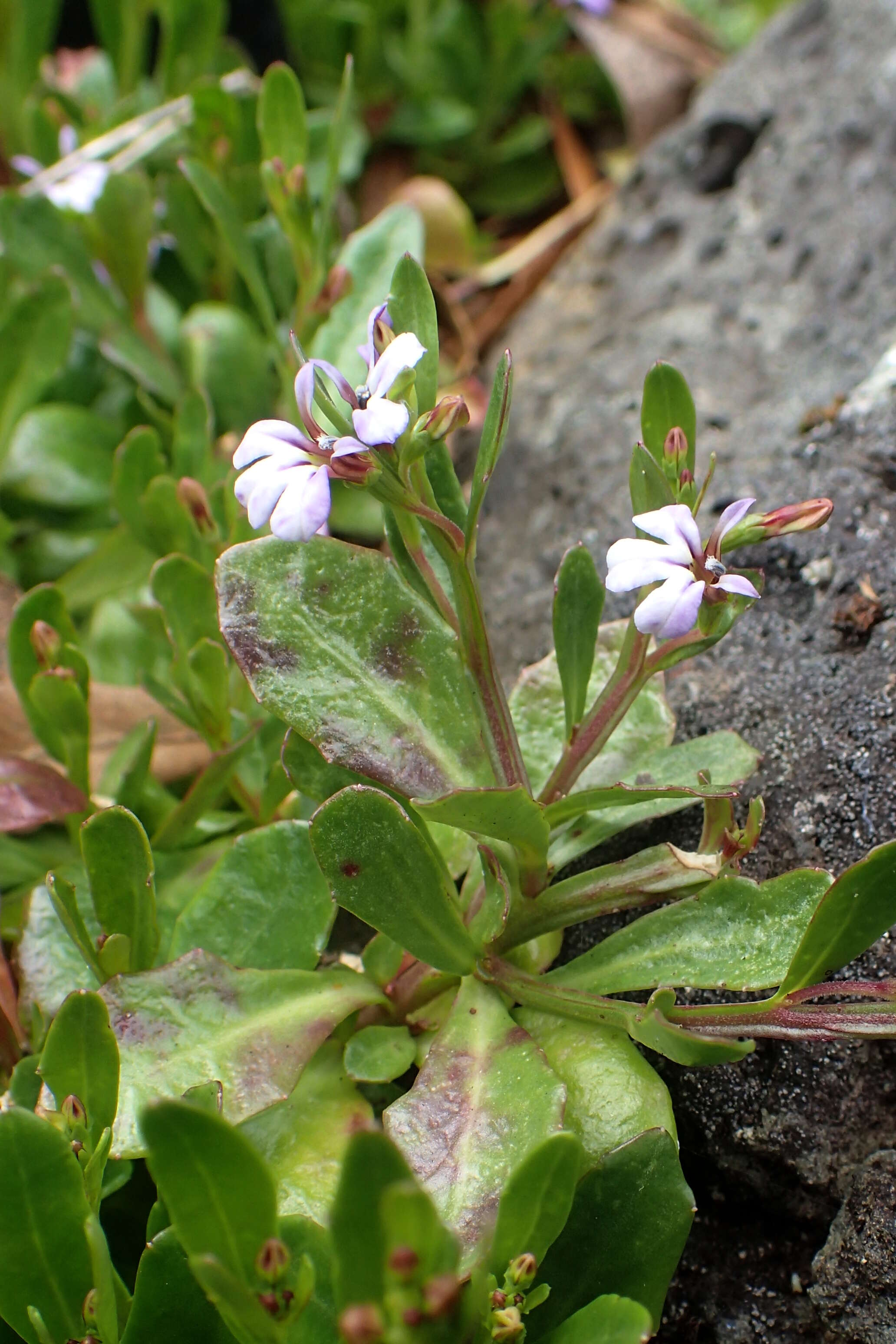 Image of Lobelia anceps L. fil.