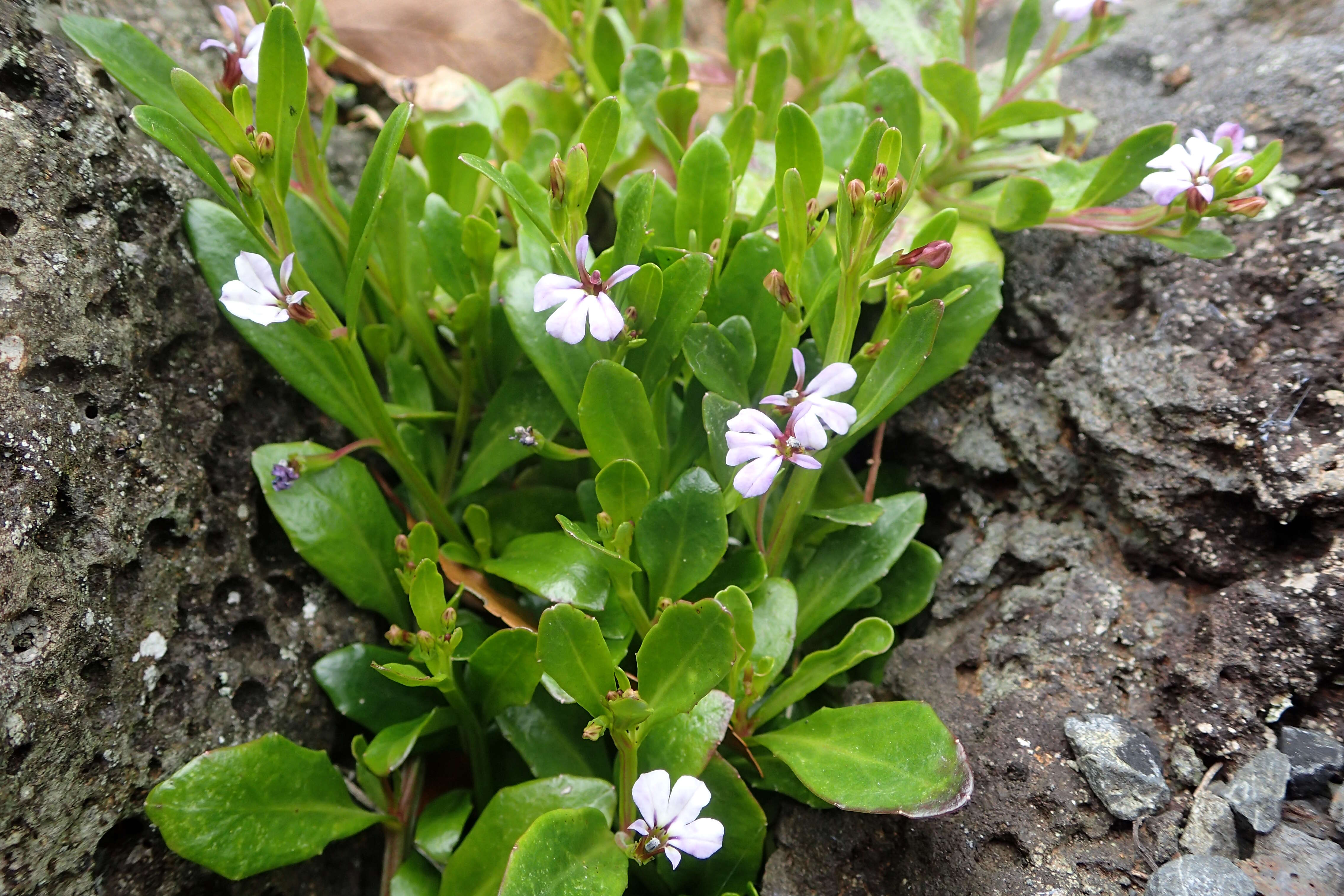 Image of Lobelia anceps L. fil.