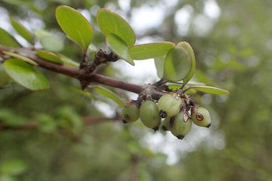 Sivun Coprosma crassifolia Colenso kuva