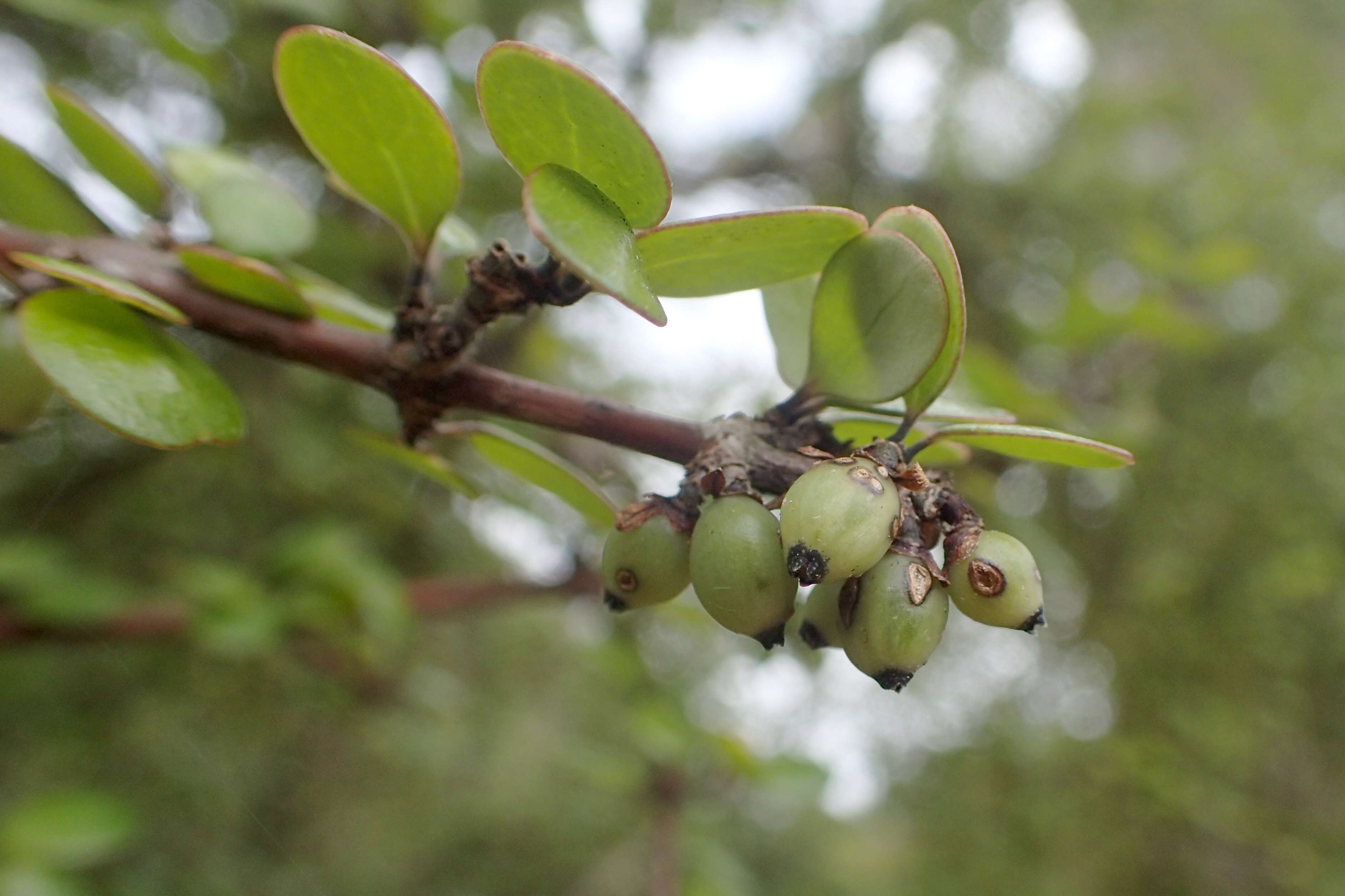 Imagem de Coprosma crassifolia Colenso