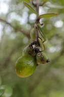 Imagem de Coprosma crassifolia Colenso