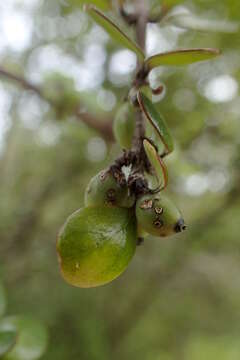 Sivun Coprosma crassifolia Colenso kuva