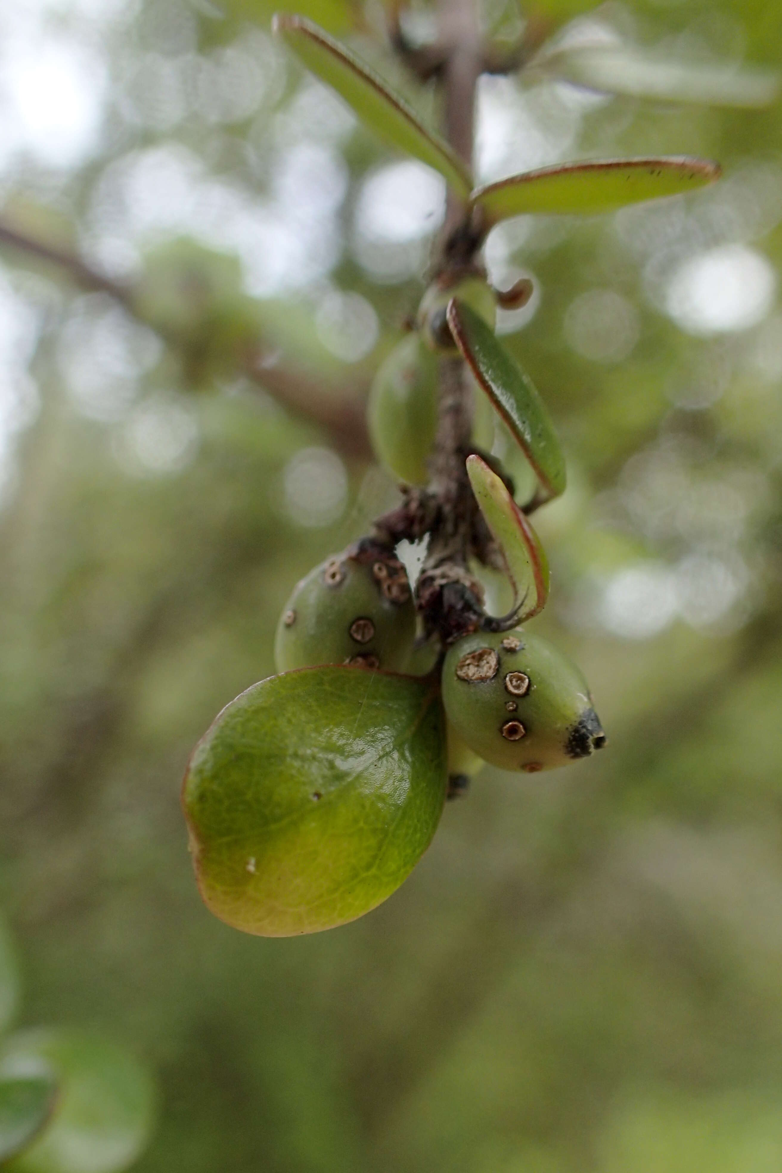 Imagem de Coprosma crassifolia Colenso