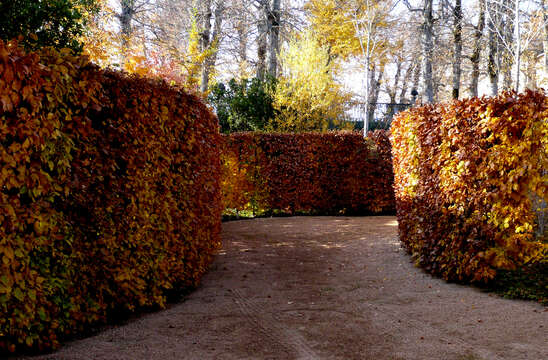 Image of European hornbeam