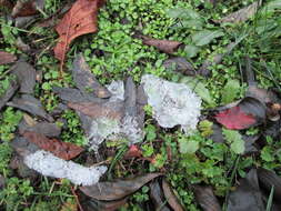 Image of common chickweed