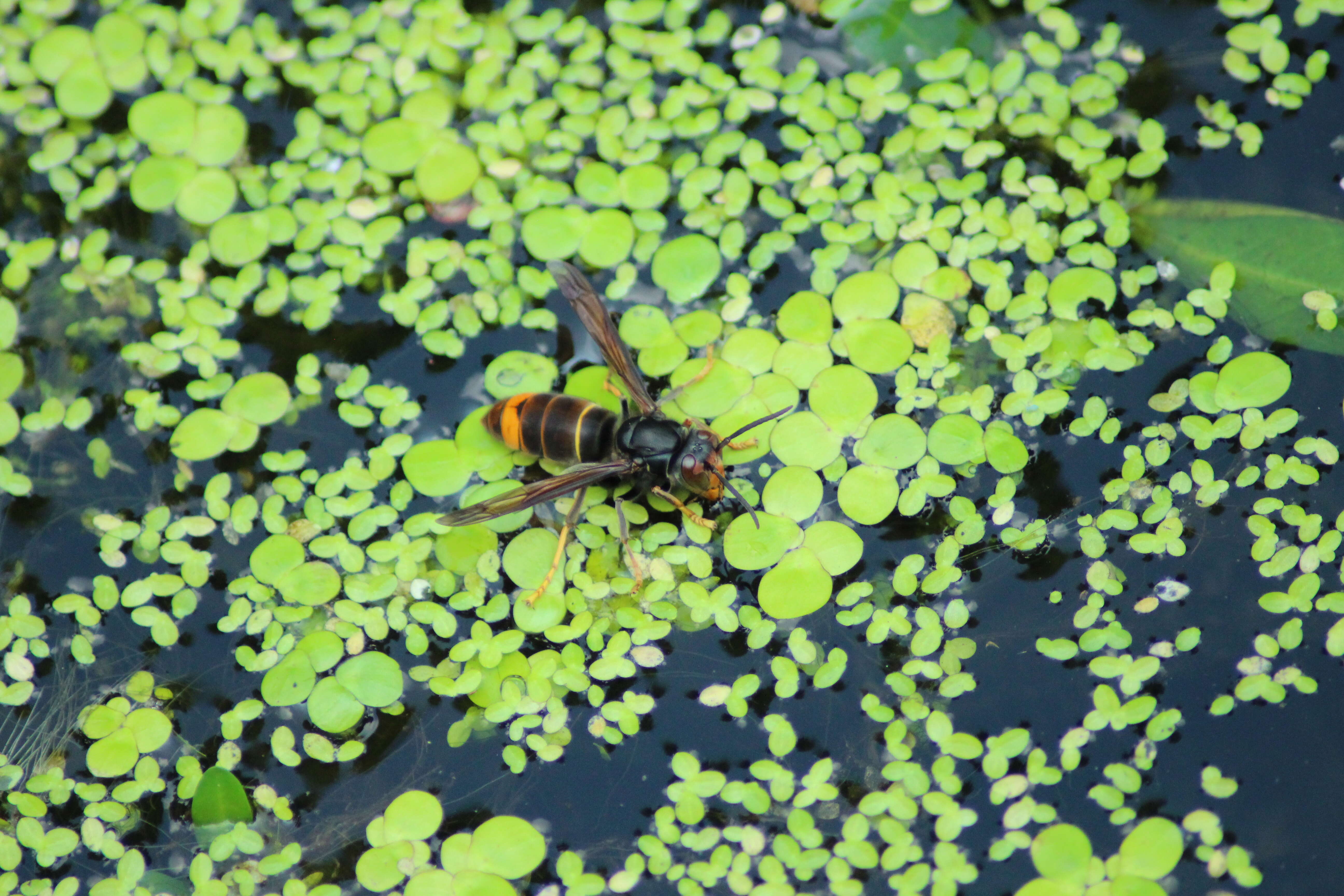 Image of Asian hornet