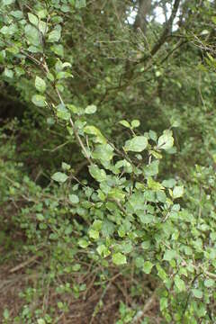 Image of Coprosma areolata Cheeseman