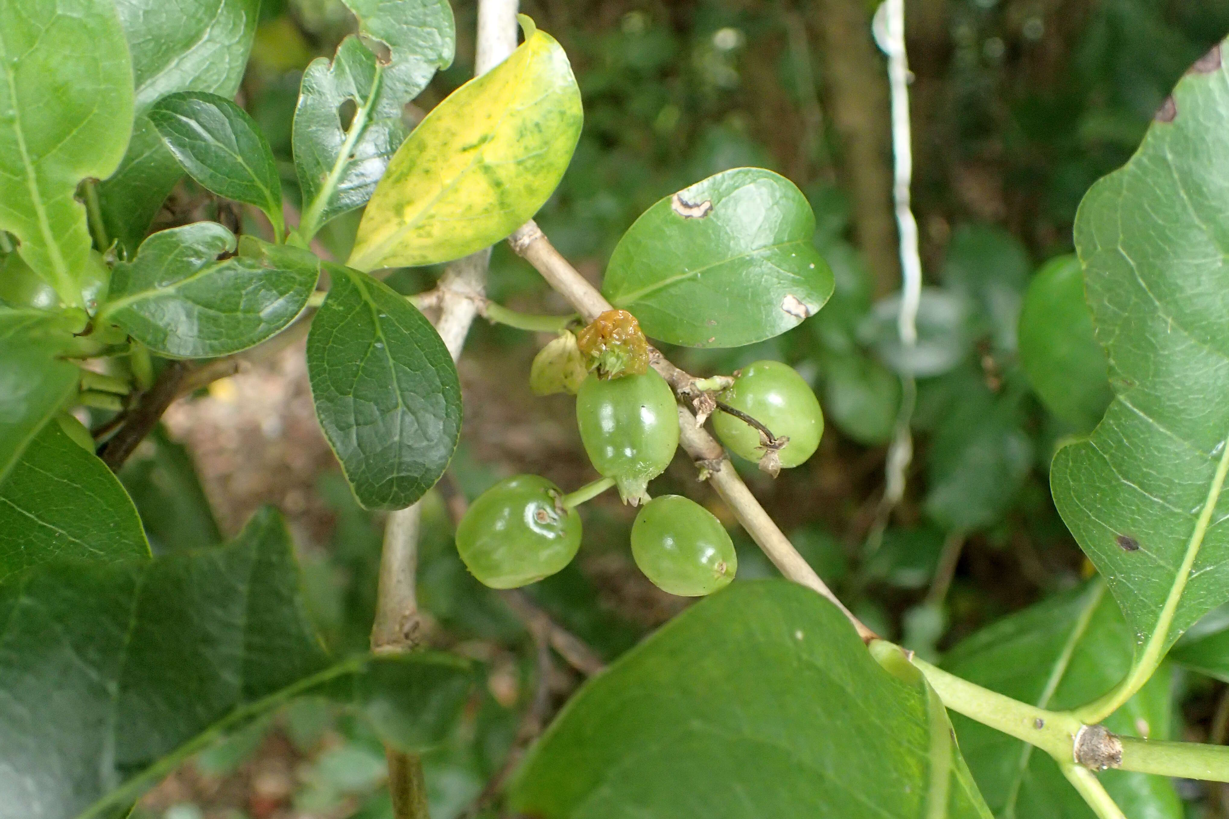 Imagem de Coprosma macrocarpa Cheeseman