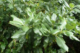 Image of Coprosma macrocarpa Cheeseman