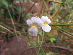 صورة Nemesia