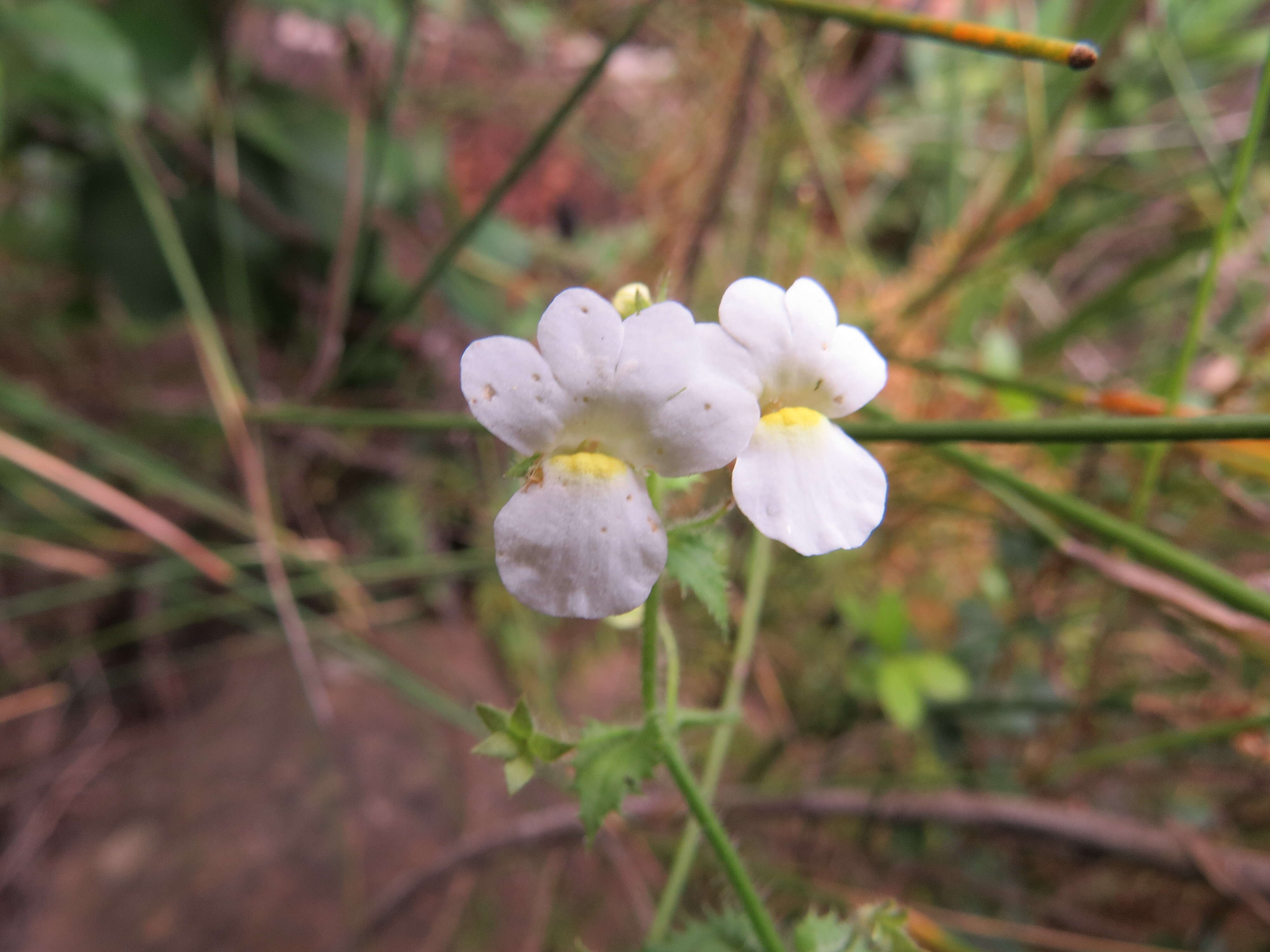 صورة Nemesia