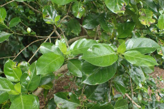 Plancia ëd Geniostoma rupestre var. ligustrifolium (Cunn.) B. J. Conn