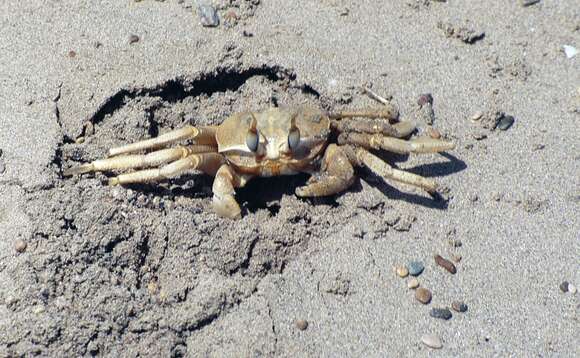 Image of tufted ghost crab