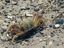 Image of tufted ghost crab