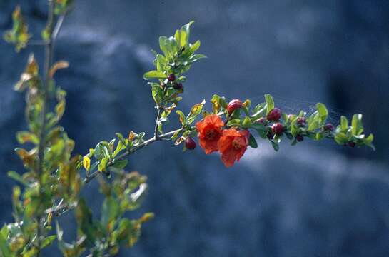 Image of pomegranate