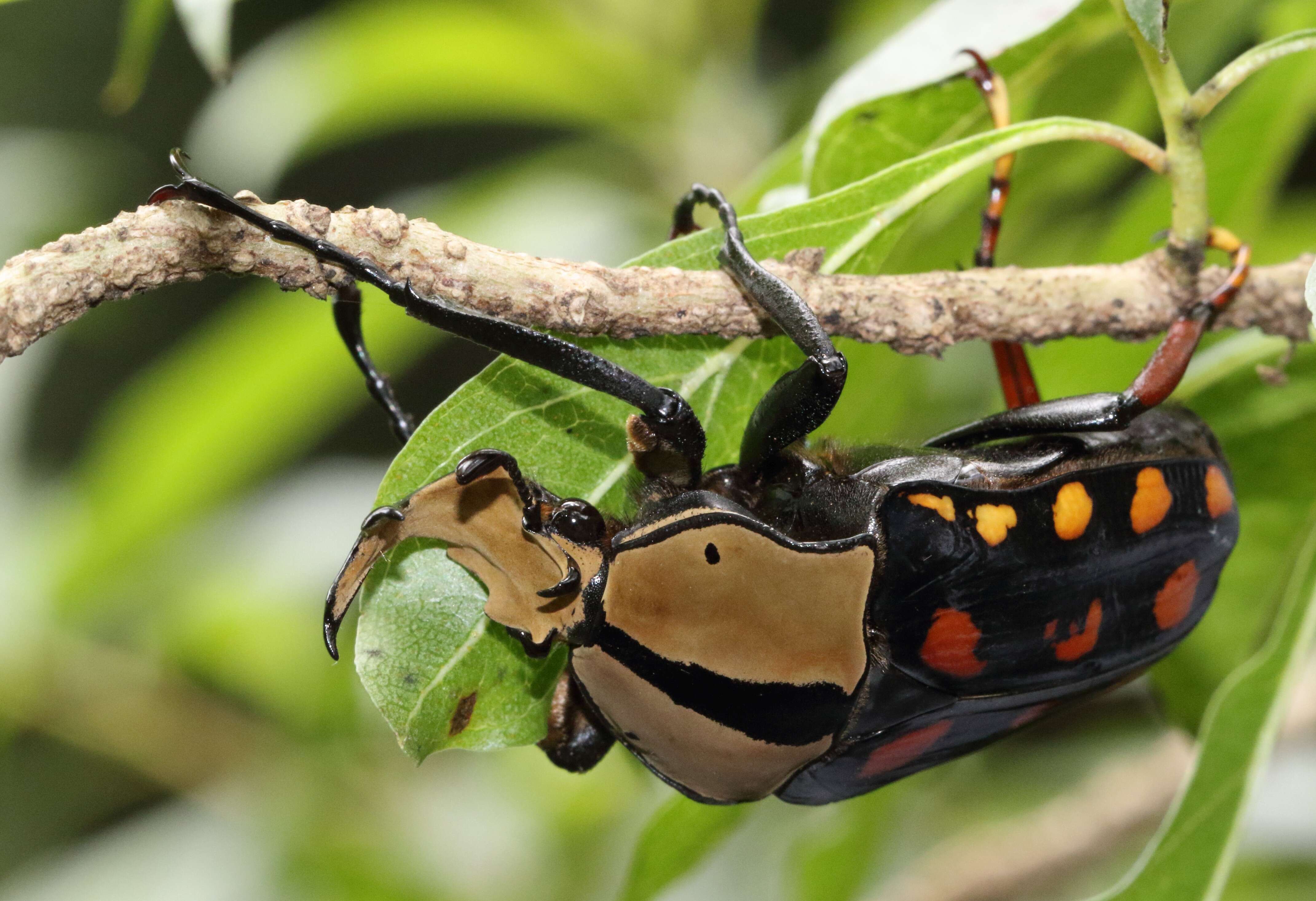 Image of Mecynorhina (Amaurodes) passerinii (Westwood 1843)