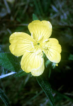 Oenothera pilosella Raf.的圖片