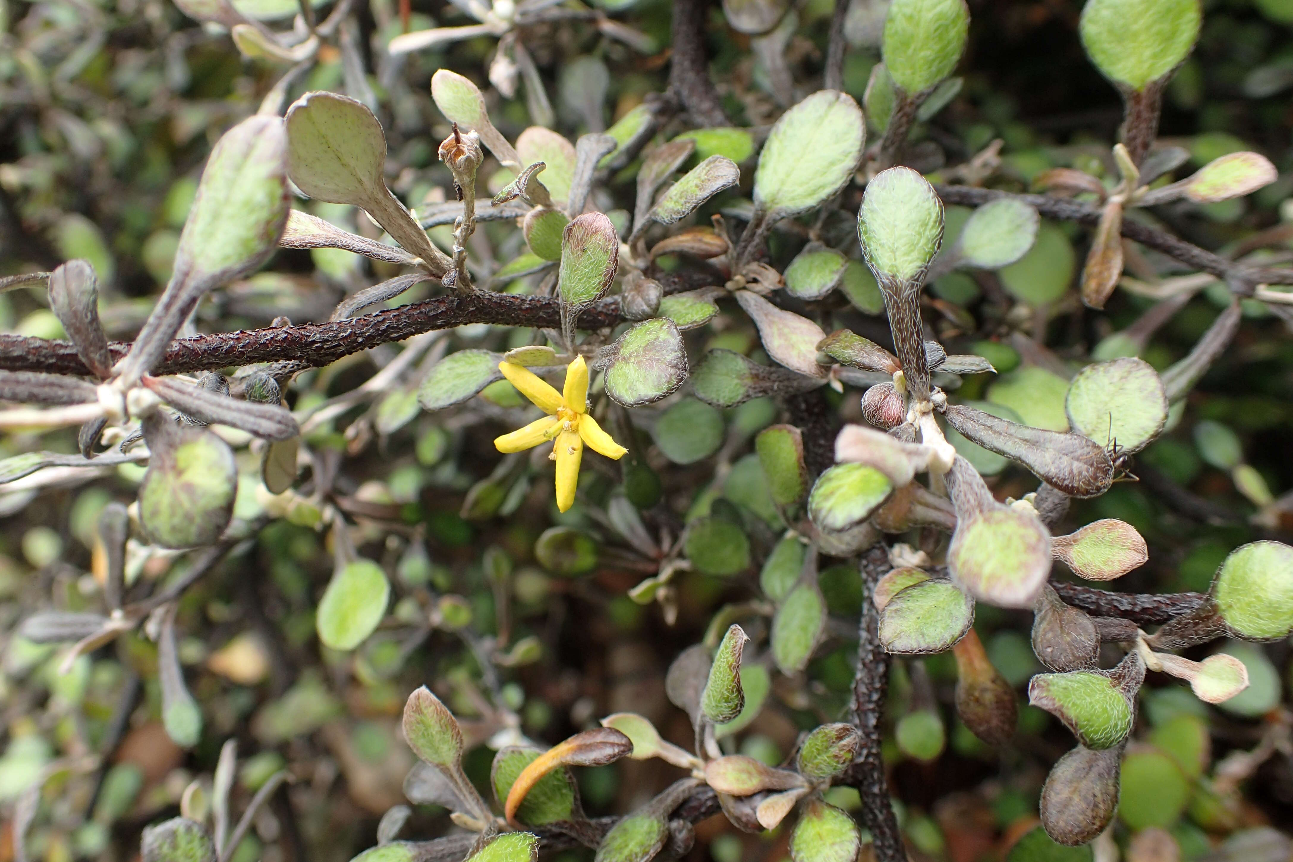 Image de Corokia cotoneaster Raoul