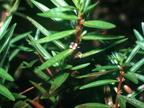 Image of lowland rotala