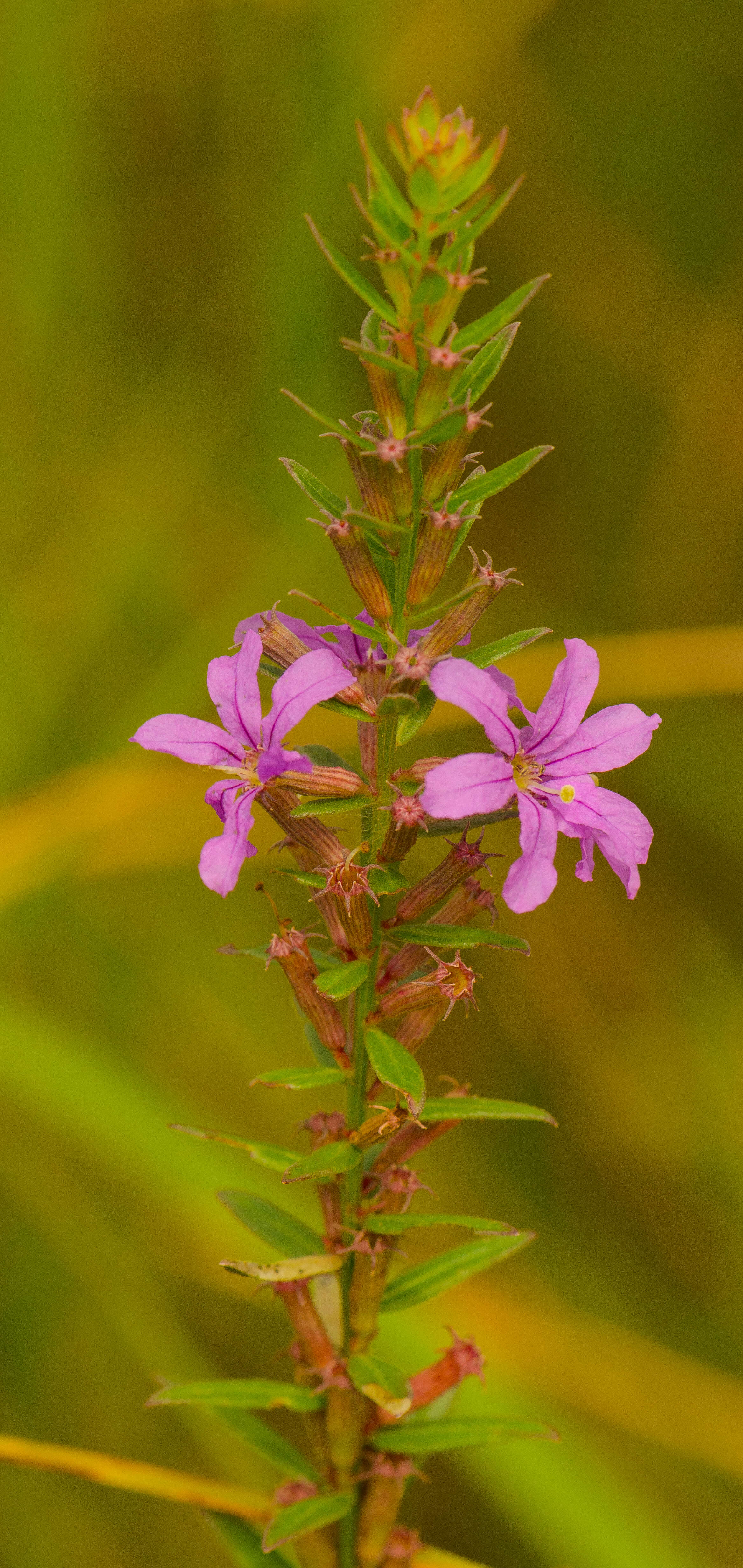 Imagem de Lythrum alatum Pursh