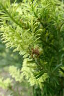 Image of Black Pine