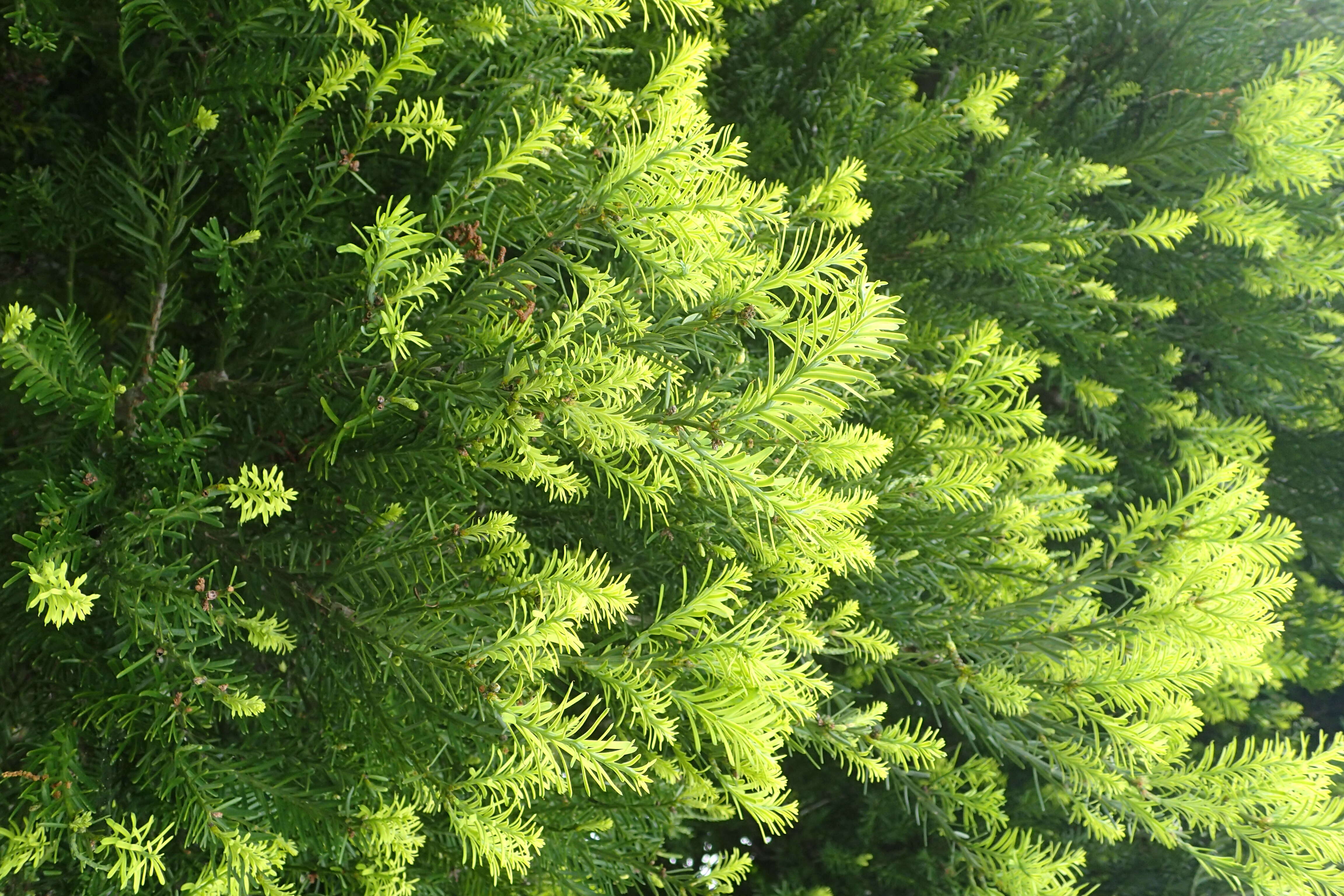 Image of Black Pine