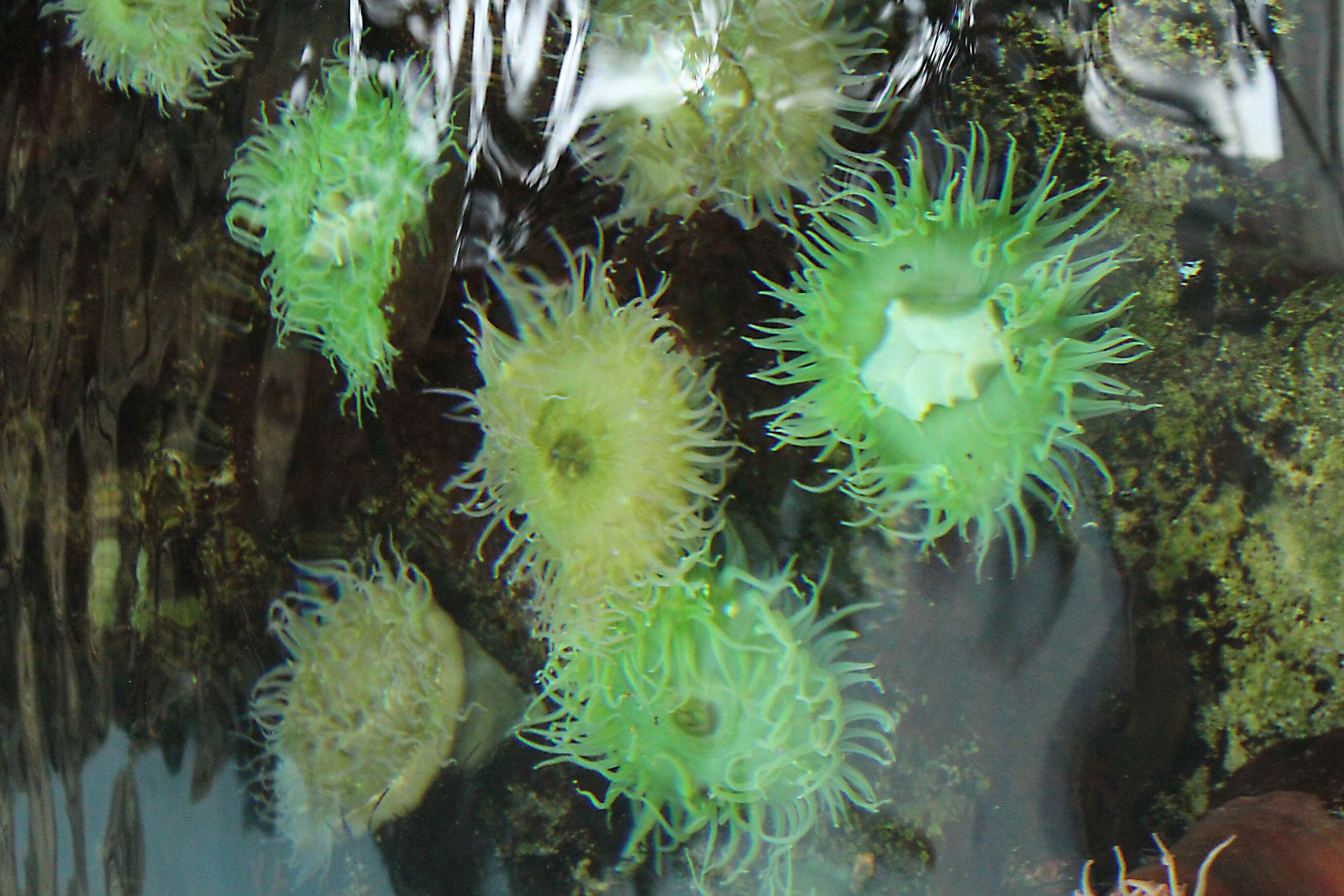 Image of Sandy anemone