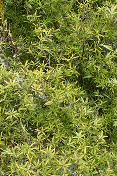 Image of Leucopogon fasciculatus