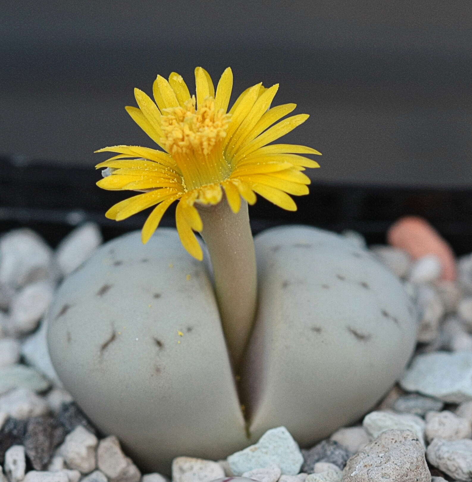 Imagem de Lithops ruschiorum (Dinter & Schwant.) N. E. Br.