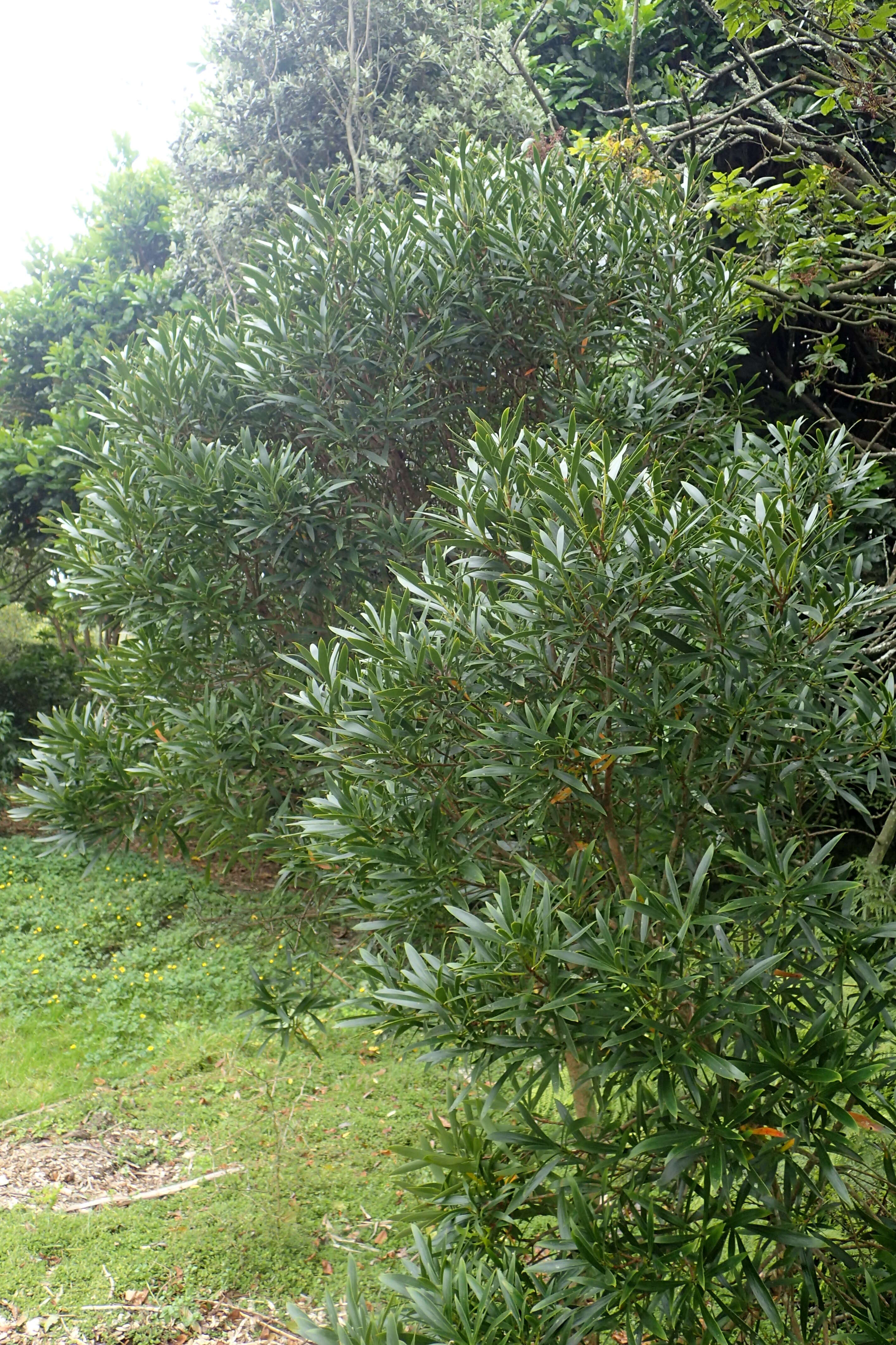 Image of Toronia toru (A. Cunn.) I. A. S. Johnson & B. G. Briggs